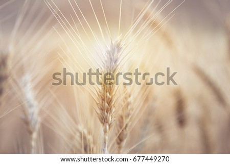 Similar – country love Wheat ear