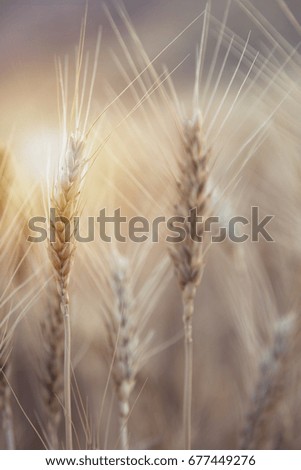 Similar – country love Wheat ear