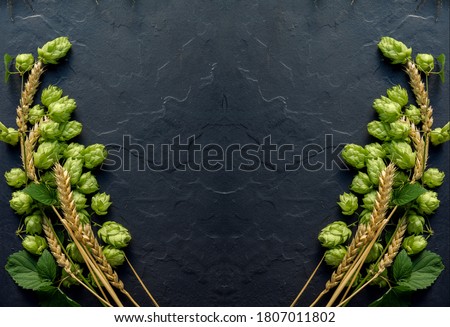 Wheat beer concept background. Cones of hops and wheat ears arranged symmetrically on the black stone surface. Oktoberfest template with copy space.