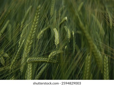 The wheat blowing in the wind