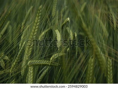 The wheat blowing in the wind