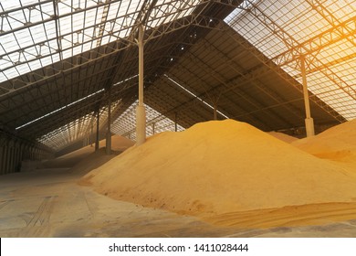 Wheat At Bulk Cargo Warehouse Storage For Animal Feed Industry.