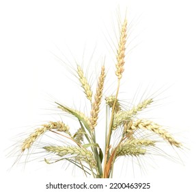 Wheat Bundle On White Background