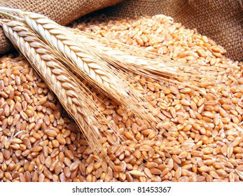 Wheat in burlap sack