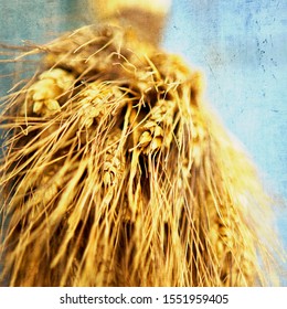 Wheat Bushel With Textured Background