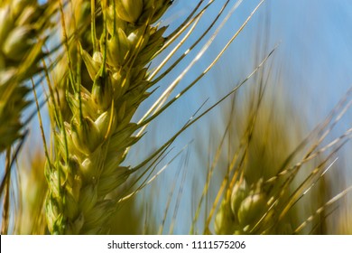 Wheat close up