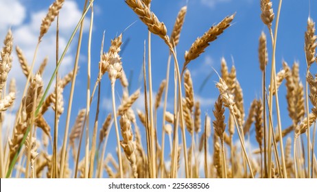 wheat close before harvest - Shutterstock ID 225638506