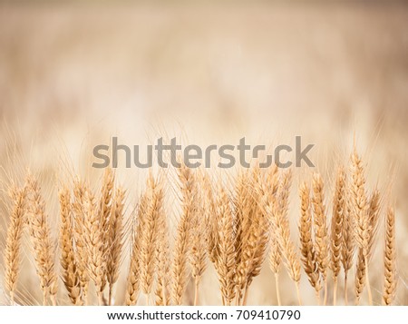 Wheat - Close up of a wheat field.