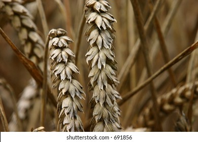 wheat close-up