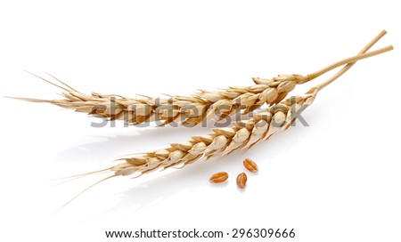 Wheat in closeup