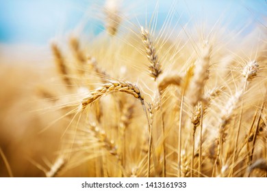 Wheat Closeup Wheat Field Background Ripening Stock Photo 1413161933 ...