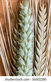 wheat corn, close up shot