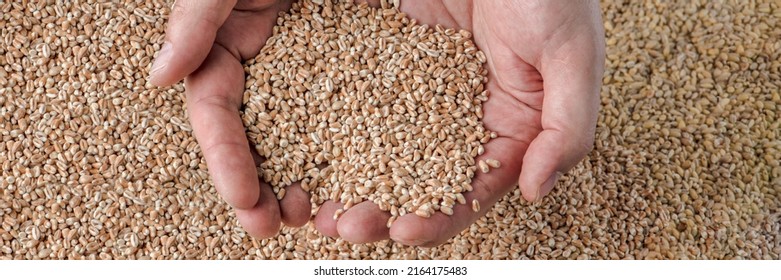 Wheat Crisis, Lack Of Grain And Crops. Grains Of Wheat In The Hand, Against The Background Of The Granary. The Concept Of The World Food Crisis. Export And Import.