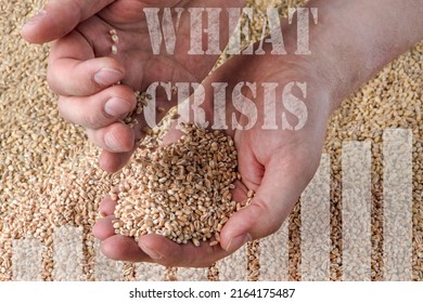 Wheat Crisis, Lack Of Grain And Crops. Grains Of Wheat In The Hand, Against The Background Of The Granary. The Concept Of The World Food Crisis. Export And Import.