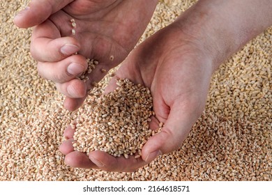 Wheat Crisis, Lack Of Grain And Crops. Grains Of Wheat In The Hand, Against The Background Of The Granary. The Concept Of The World Food Crisis. Export And Import.