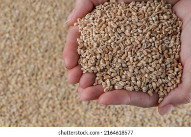 Wheat Crisis, Lack Of Grain And Crops. Grains Of Wheat In The Hand, Against The Background Of The Granary. The Concept Of The World Food Crisis. Export And Import.