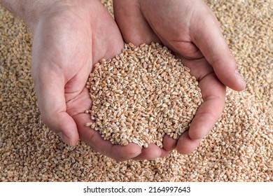 Wheat Crisis, Lack Of Grain And Crops. Grains Of Wheat In The Hand, Against The Background Of The Granary. The Concept Of The World Food Crisis. Export And Import.