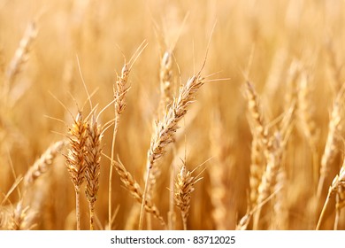  Wheat crop. Wheat field. - Shutterstock ID 83712025