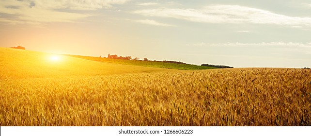 Wheat Crop Field Sunset Landscape 