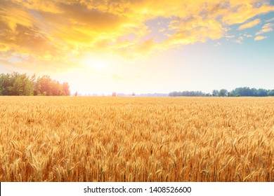 Wheat crop field sunset landscape - Shutterstock ID 1408526600
