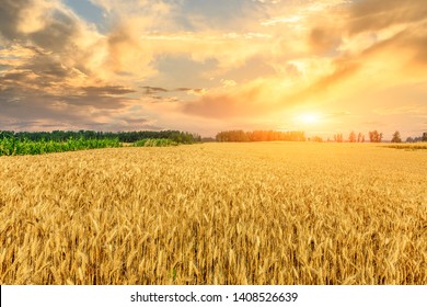 Wheat crop field sunset landscape - Shutterstock ID 1408526639