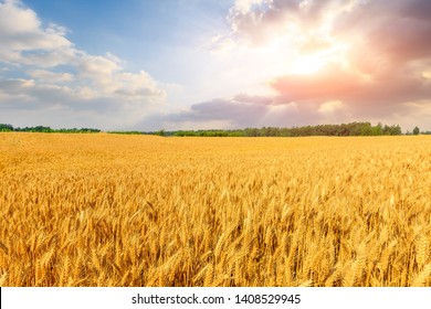 Wheat Crop Field Sunset Landscape Stock Photo 1408529945 | Shutterstock