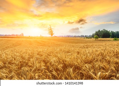 Wheat Crop Field Sunset Landscape Stock Photo 1410141398 