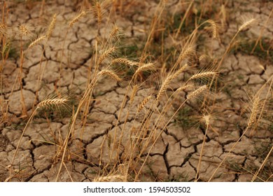 Wheat Crop Plant In Barren Land.