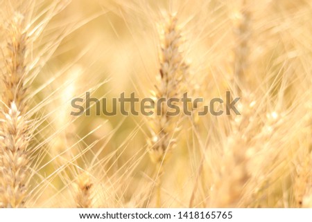 Similar – country love Wheat ear