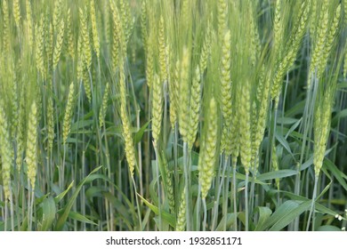 Wheat Crop Standing With Grains