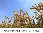 Wheat Crop through this captivating stock image collection.