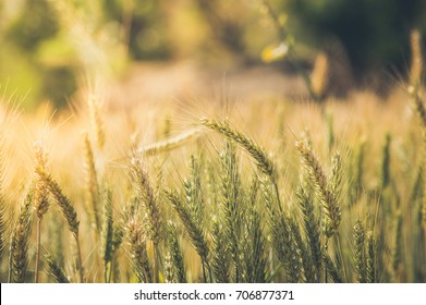 Wheat Crops