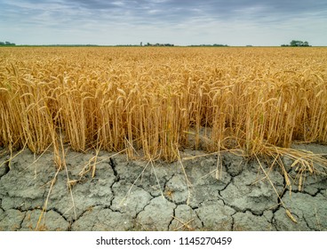 Wheat Crops Suffer As Drought Continues. Wheat Field With Very Dry Soil. Dry Wheat Field In The Netherlands. Dutch Landscape With 'tarwe' Field. Extreme Droogte In Zeeland. Agriculture