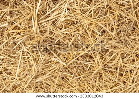 Wheat dry straw texture background, beveled wheat, cereal crops, top view