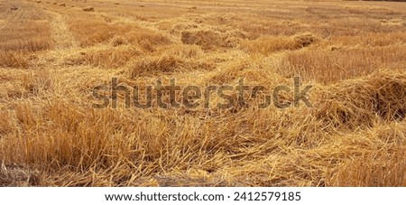 Wheat dry straw texture background, beveled wheat, cereal crops, top view