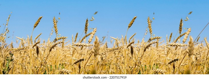 Wheat Ear Panoramic Horizontal Photography Rural Nature, Ripe Wheat Against The Sky