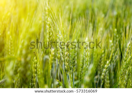 Wheat ears close-up in the sun. Immature wheat in the field and in the morning sun. Wheat in warm sunlight. Sun shine at wheat. 