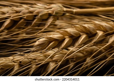 Wheat Ears Detail. Cereals For Backery, Flour Production