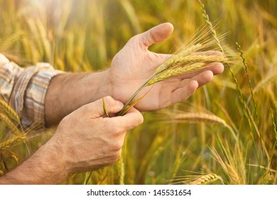 Wheat Ears In Farmer Hands Close Up On Field Background