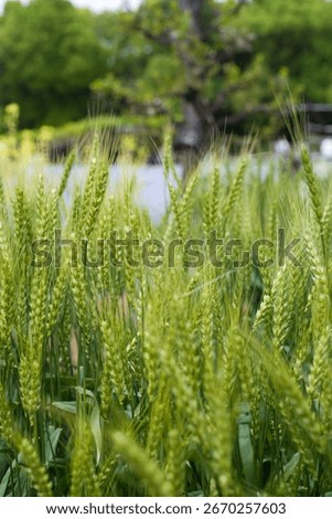 The wheat ears are getting bigger.
