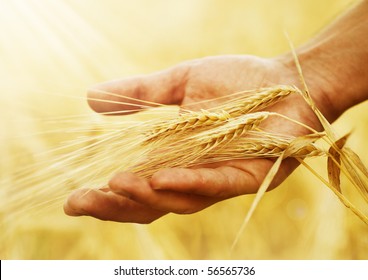 Wheat Ears In The Hand.Harvest Concept