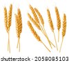 barley isolated