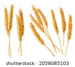 Wheat ears or heads set isolated on white background. Package design element with clipping path