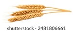 Wheat ears or heads set isolated on white background. Package design element with clipping path