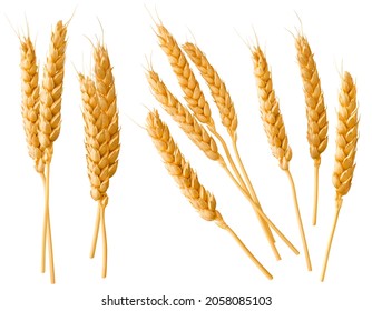 Las orejas o cabezas de trigo se aíslan sobre fondo blanco. Elemento de diseño de paquetes con ruta de recorte