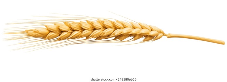 Wheat ears or heads set isolated on white background. Package design element with clipping path