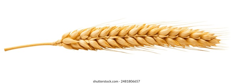 Wheat ears or heads set isolated on white background. Package design element with clipping path - Powered by Shutterstock