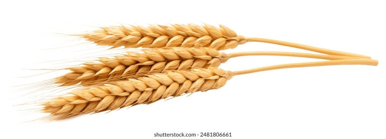 Wheat ears or heads set isolated on white background. Package design element with clipping path