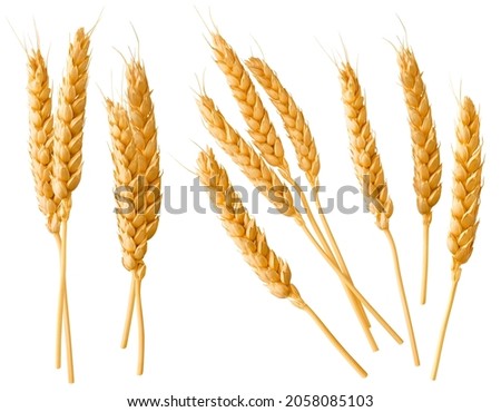 Wheat ears or heads set isolated on white background. Package design element with clipping path