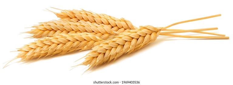 Колосья пшеницы, изолированные на белом фоне. Элемент дизайна упаковки с обтравочным контуром. Полная глубина резкости